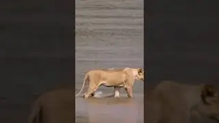 Crocs close in on Lion Pride! #crocodile #lion #wildlife