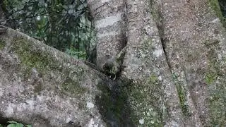 Mt Glorious 25 NOV 23