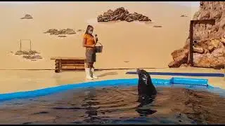 Dolphin , delfín