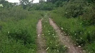 Trânsito de borboletas