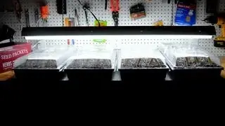 How to Start Vegetable Seeds Indoors in Winter for Spring Planting!