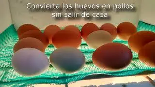 Vid Demostración Incubadora casera Yumbo Nov 2023 oscarsfox