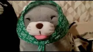 Котики