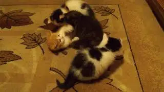 Котятки ))))