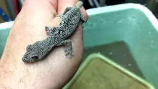 At Long Last - Golden Tailed (Strophurus taenicauda) Hatchlings