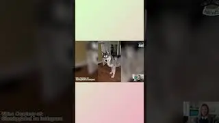Compilation of Funny Dog Videos! Just What You Needed To See!! (Funny Dog Videos) 