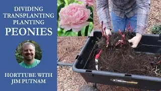 Peonies - Transplanting, Dividing, and Planting💮