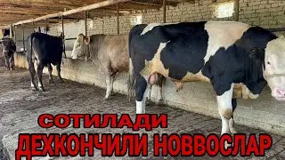 ДЕХКОНЧИЛИ 4 ТА ШВЕД ГИПРИД СИММЕНТАЛ АВЛИКУЛЛАРГА НОВВОСЛАР СОТИЛАДИ SOTILADIGON 12 августа 2024 г
