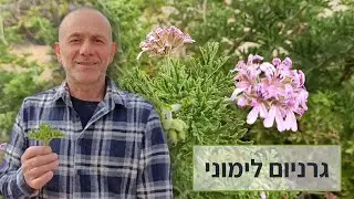 גרניום לימוני - מה שחשוב לדעת