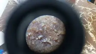 Polvoronic Microscope #underthemicroscope #lexblags