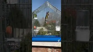 Bomba gibi bangır bangır ötüyor