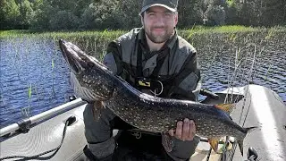 Trophy pike has snatched the bait on the stick! Pike on the bait! The nylon is cracking!