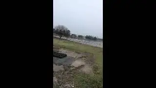 Гусиный слет! Столько гусей никогда не видела!