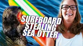 Surfboard Stealing Otter? A Marine Biologist REACTS to Sea Otter 841