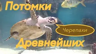Черепахи. Потомки Древнейших. Animals & fish.