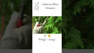 Обрезка туй часть 2
