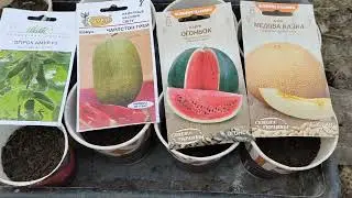 Выращивание рассады огурцов Выращивание арбуза, дыни на Севере Украины Сельская жизнь Огурцы Рассады