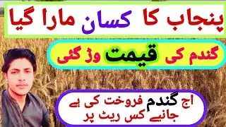 Gandam rate today || gandam rate today 2024 || today gandam rate in pakistan || wheat rate today