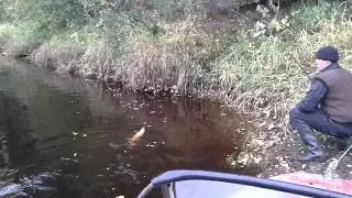 щука на блесну. рыбацкое счастье.