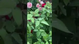 Английская роза Тесс