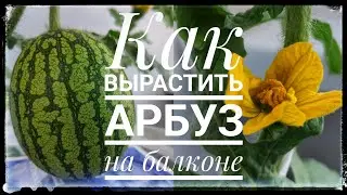 How to grow a watermelon on a balcony. Pollination of watermelon. Care and feeding of watermelons...