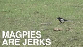 Magpies are Jerks
