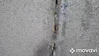 Утепление межпанельных швов.