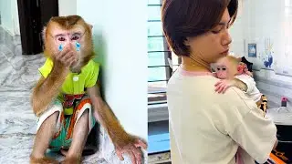 Monkey Kaka's adorable jealousy when seeing mom hugging Mit Monkey