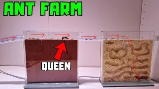 My ant colony moved nest and it is oddly fascinating