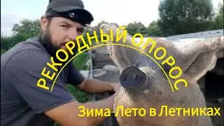 СКОЛЬКО ПОРОСЯТ В ОПОРОСЕ!!???ВЕНГЕРСКАЯ МАНГАЛИЦА.