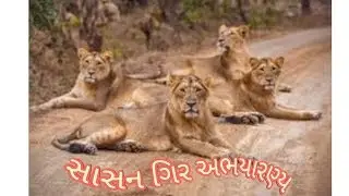 Sasan gir lions road block ll સાસન ગિર અભયારણ્યમાં સિંહો રોડ બ્લોક કરીયો.