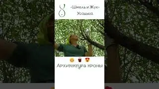 Архитектура кроны дерева
