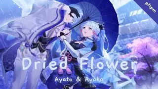 『 Ayato & Ayaka AI Cover 』Dried flower