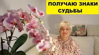 ПОЛУЧАЮ РАЗНЫЕ ЗНАКИ СУДЬБЫ..Я С ВАМИ..СИДИМ НА ЛАВОЧКЕ