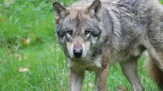 Top 5 Low-Shedding Dog Breeds: A Fur-Free Life!