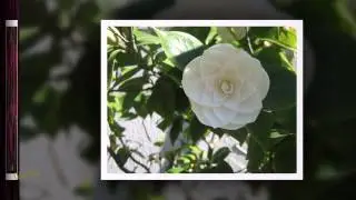 Patterns in nature _  Flora