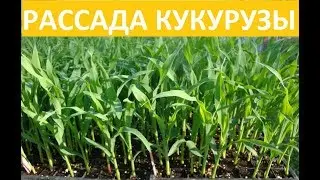 КАК ПРОРАСТИТЬ КУКУРУЗУ! Выращивание через рассаду.