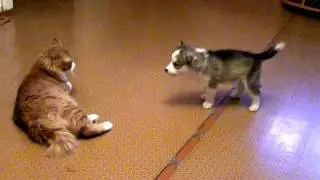 ЩЕНОК ХАСКИ И КОТ