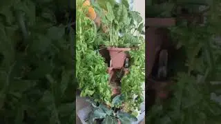 We need a bigger garden