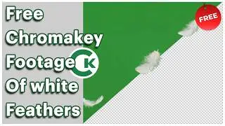 Free White Feather Green Screen Footage | Chroma Key Feather Video
