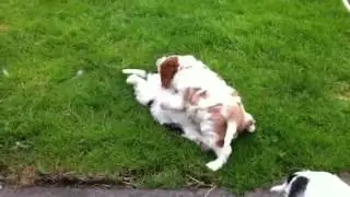 Ilexir Cavalier King Charles pups playing in garden 23/06/12