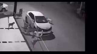 Собаки воруют бампер