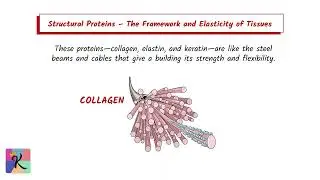 The Extracellular Matrix: The Cellular Landscape
