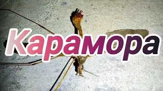 Что это за большие комары?Опасны ли большие комары?
