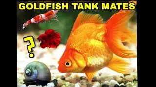 Goldfish Tank Mates: Fish Snails Shrimps