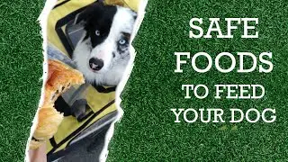 10 Human foods that are safe for your dog