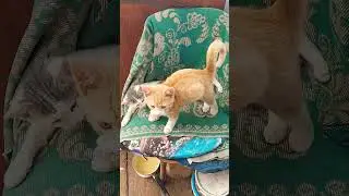 Так котята и ждут нас ...#подпишись #дача #cat #осень2024