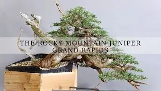 The RMJ