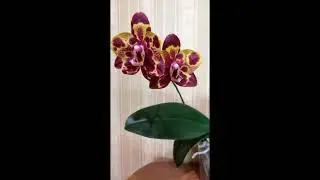 Орхидея фаленопсис GW Green World 