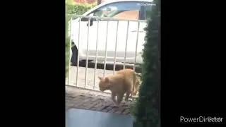 cat gets stuck between the gate meme